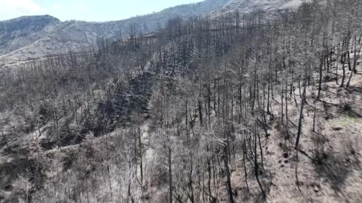 Hatay'da orman yangınlarında yok olan alanlar yeniden ağaçlandırılıyor