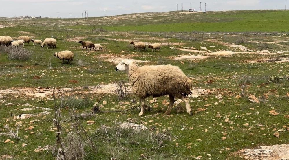 Koruma altına alınan Suruç koyunu tescilleniyor