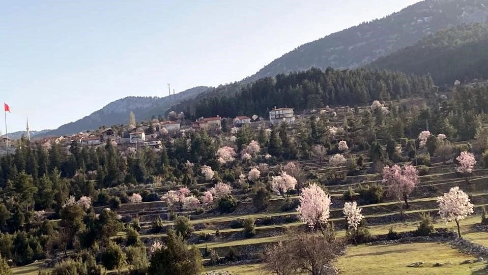 Antalya’nın yüksek kesimlerinde güneşe aldanan badem ağaçları erken çiçek açtı