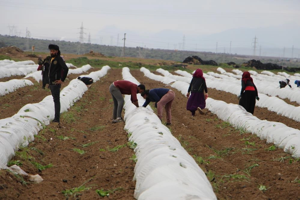 Hatay'da erkenci karpuz fideleri toprakla buluştu