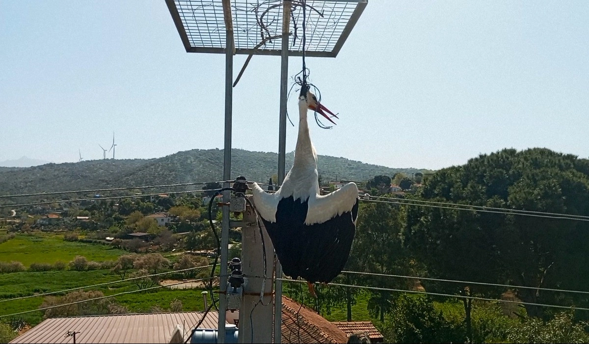 Leylek, boğulmaktan son anda kurtarıldı