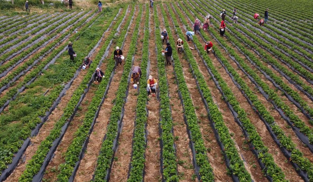 Silifke'de  Çilekte açıkta hasat başlamasıyla birlikte fiyatı 50 TL'ye düştü