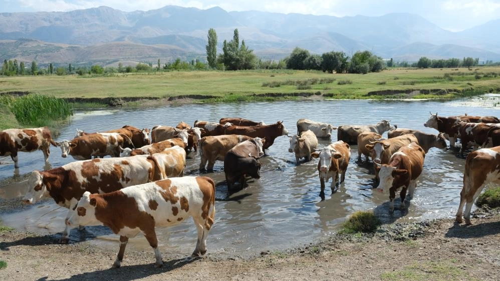 Erzincan'da 40 bin TL maaşa çoban bulunamıyor