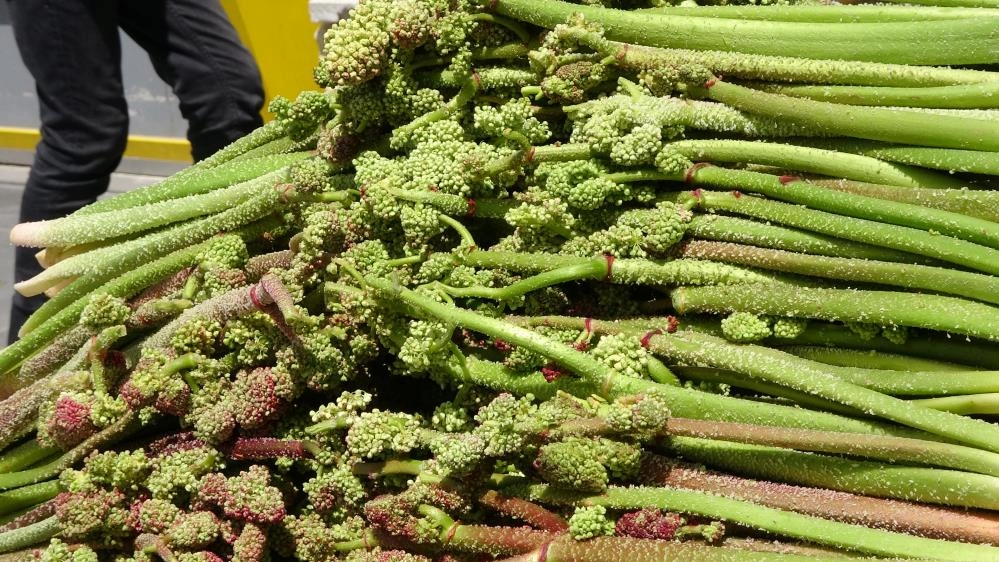 Yayla muzu uçkunun fiyatı, ‘Anamur muzunu’ üçe katladı