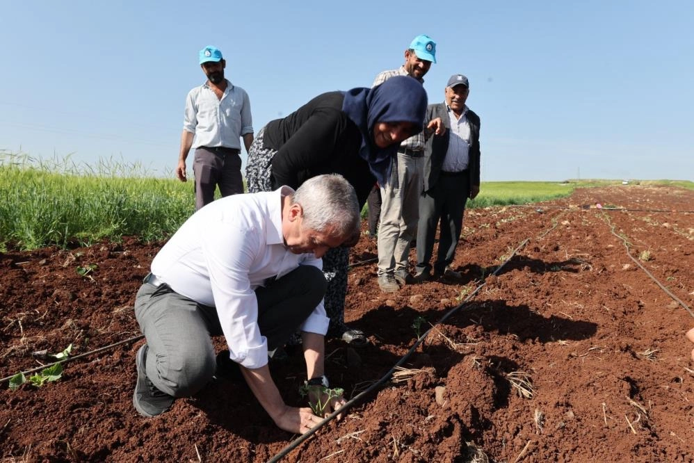 Başkan Tahmazoğlu çiftçilerle birlikte fide dikti