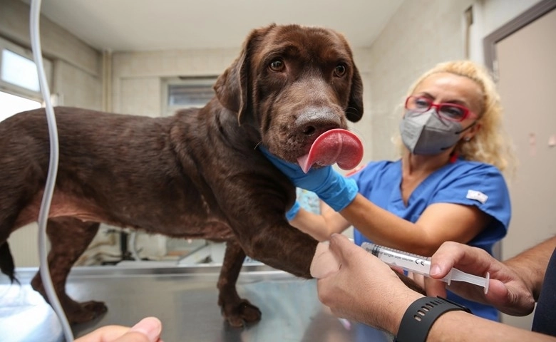 Bursa’da ilk kez bir köpek, hücre kök tedavisiyle sağlığına kavuştu