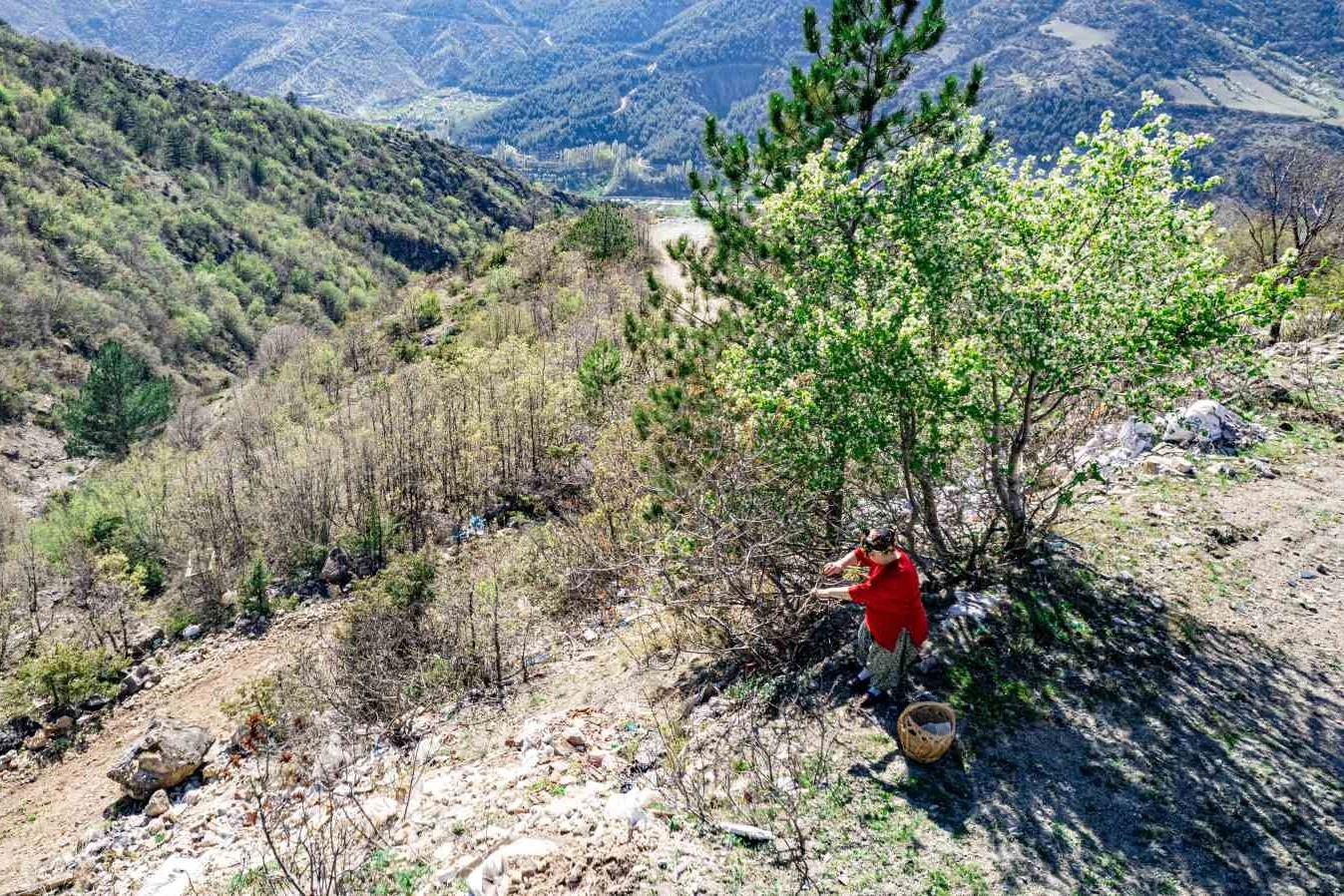 Tokatlılar konservesini yaparken, her yerde kahve olarak tüketiliyor