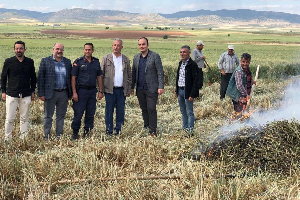 Gaziantep'te geleneksel yöntemlerle yapılan firik hasadı başladı