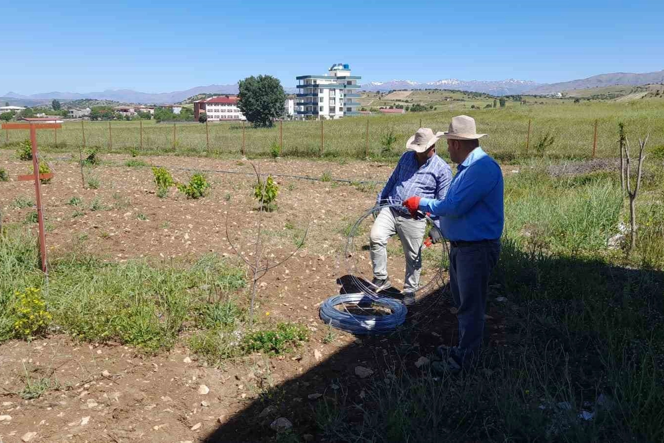 Yeşil altın fideleri toprakla buluştu