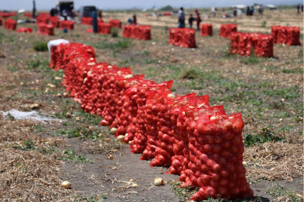 Adana'da soğan hasadı sürerken fiyatlar 5 liraya düştü