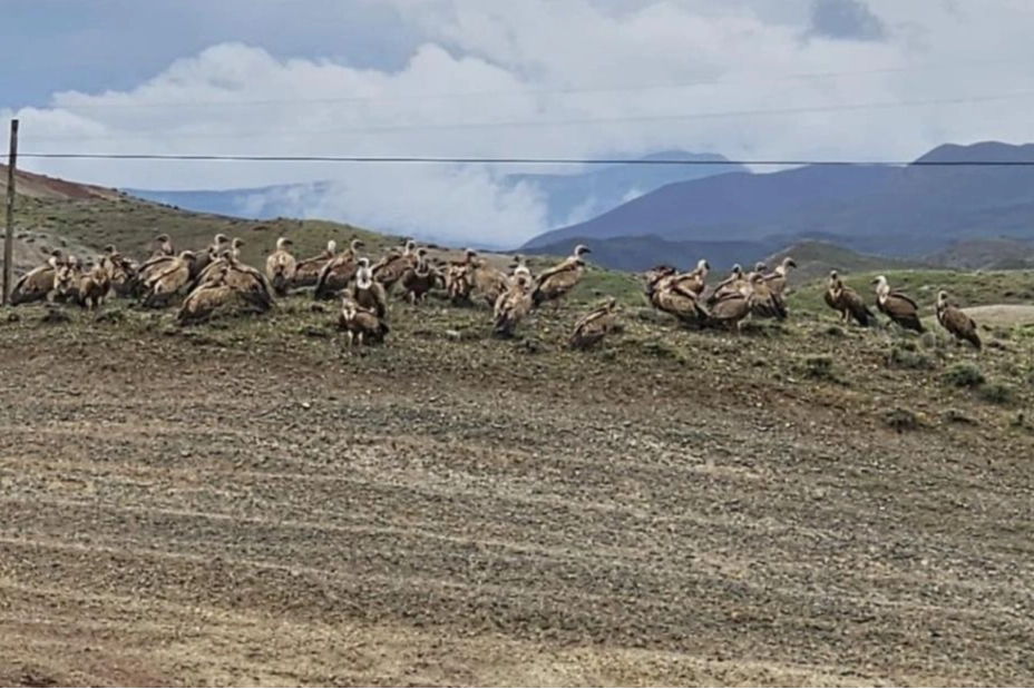 Kars-Iğdır karayolunda kızıl akbaba sürüsü görüntülendi