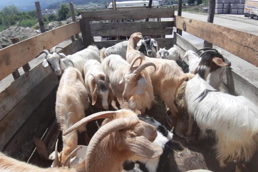 Kurban pazarı son yılların en durgun günlerini yaşanıyor