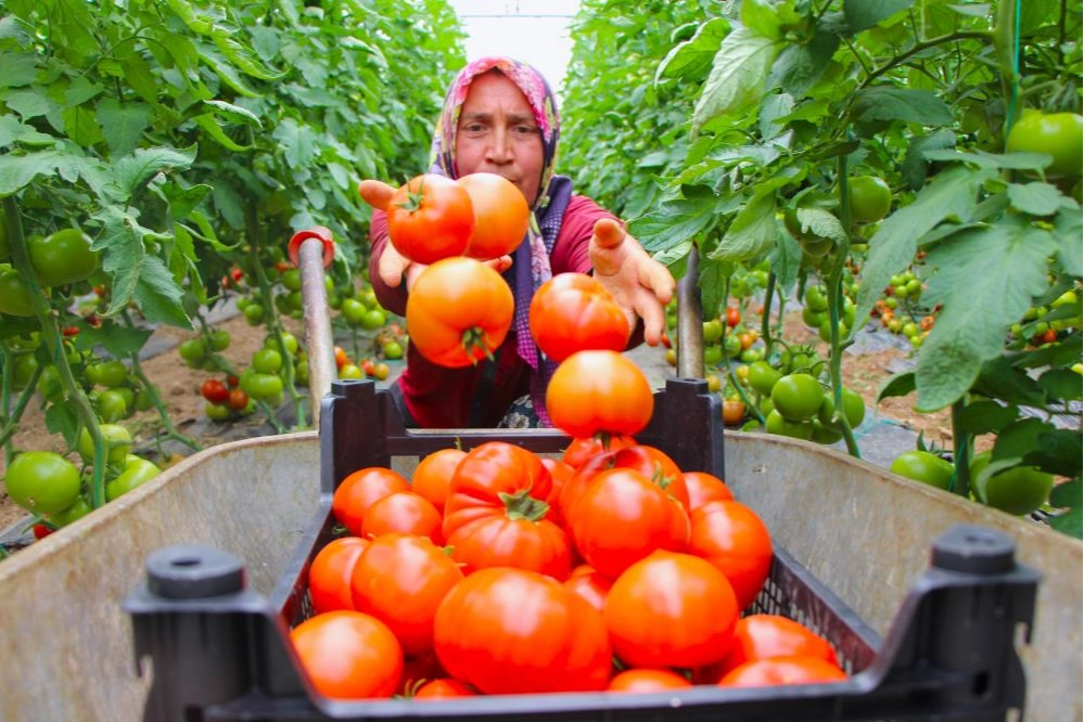 Amasya'da domates hasadı başladı, 100 bin ton rekolte bekleniyor