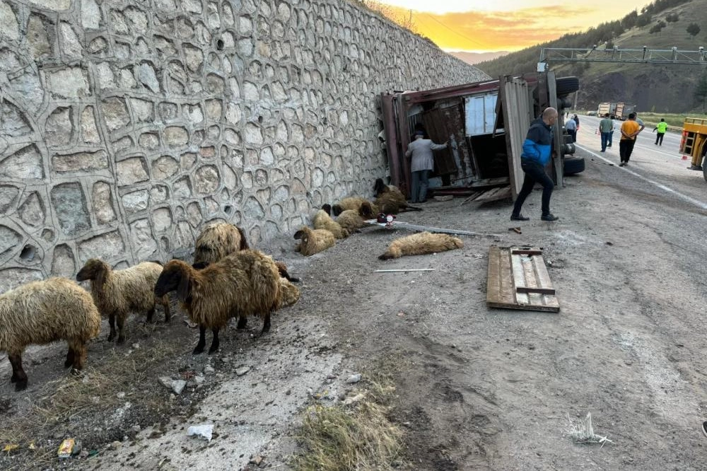 Siirt'te tır devrildi: 2 kişi yaralandı, 40 küçükbaş hayvan telef oldu