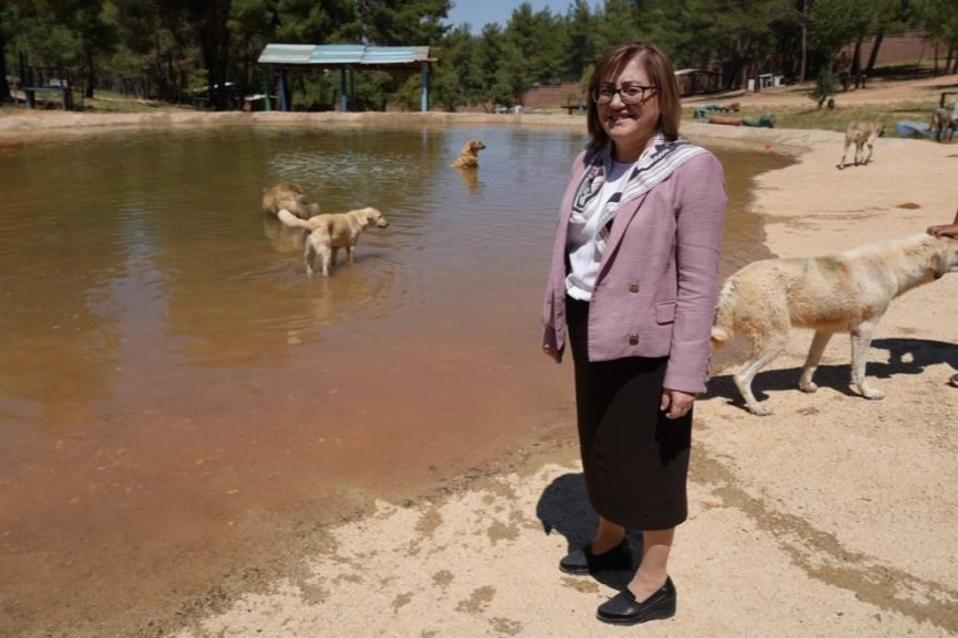 Gaziantep Büyükşehir Belediyesinden ,Türkiye'de gündem olan köpek sorununa  örnek çözüm