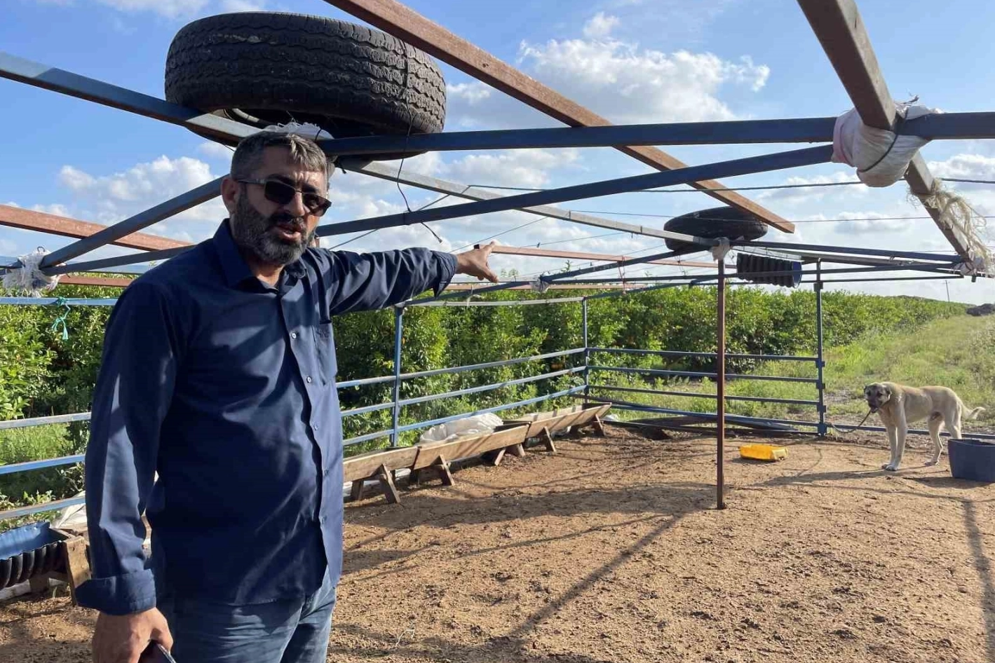 Kangal köpeklerini uyutarak, 45 kurbanlık koyunu çaldılar