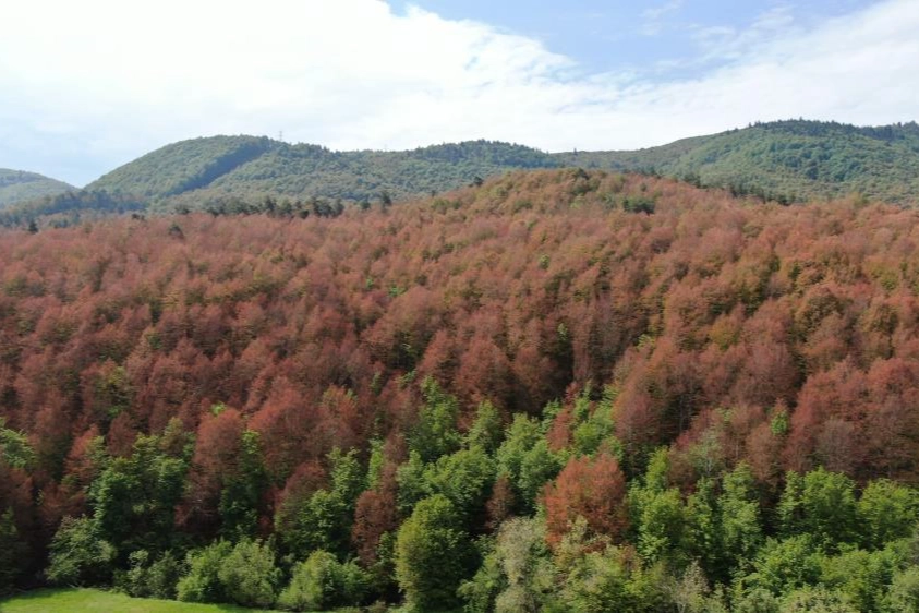 Kastamonu'da haziran ayında sonbahar manzarası! Ormanlar kahverengiye büründü