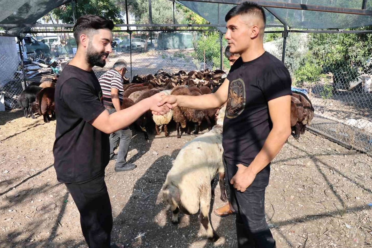 Bayramın 3. günü kurban fiyatları düşüşe geçti