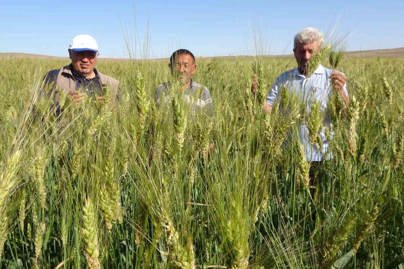 Yozgat'ta Ata tohumunda büyük rekolte çiftçinin yüzü güldü  dekardan bir tonu geçti