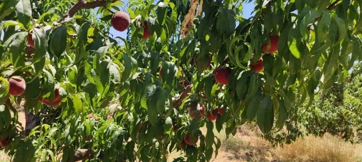 Şeftali deki verim Gaziantepli üreticileri sevindirdi