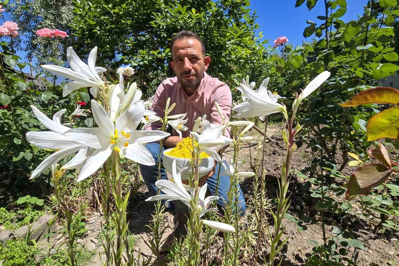 Mucize çiçek kolonyası baş ağrısını gideriyor, sabunu gençleştiriyor