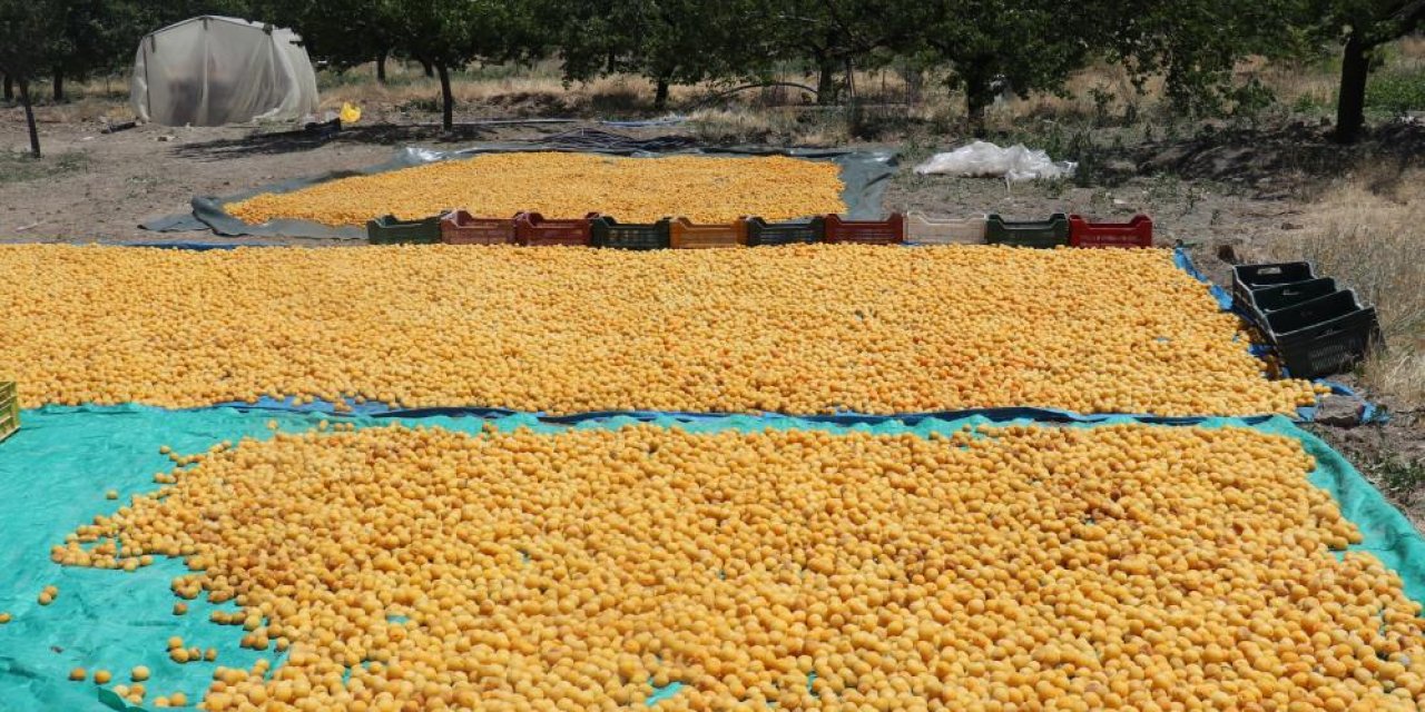 Güneşin altın yumurtası 115'den fazla ülkeye ihracat ediliyor