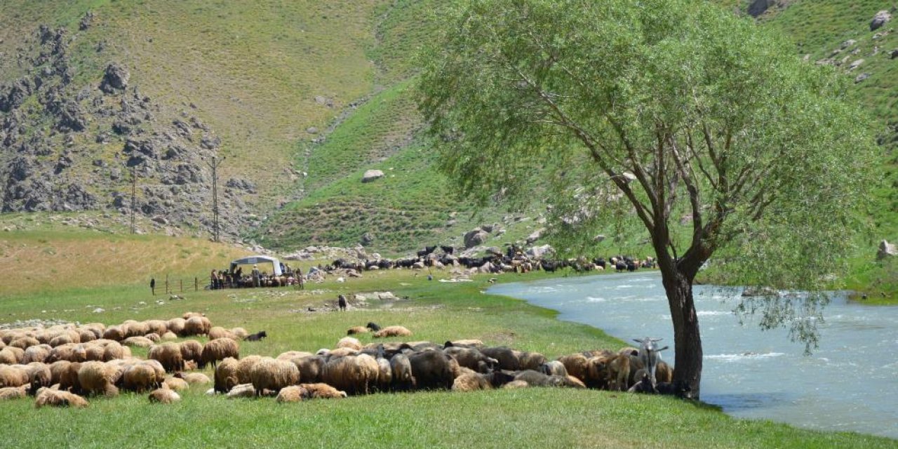 Şap hastalığı nedeniyle hayvan giriş çıkışı yasaklandı