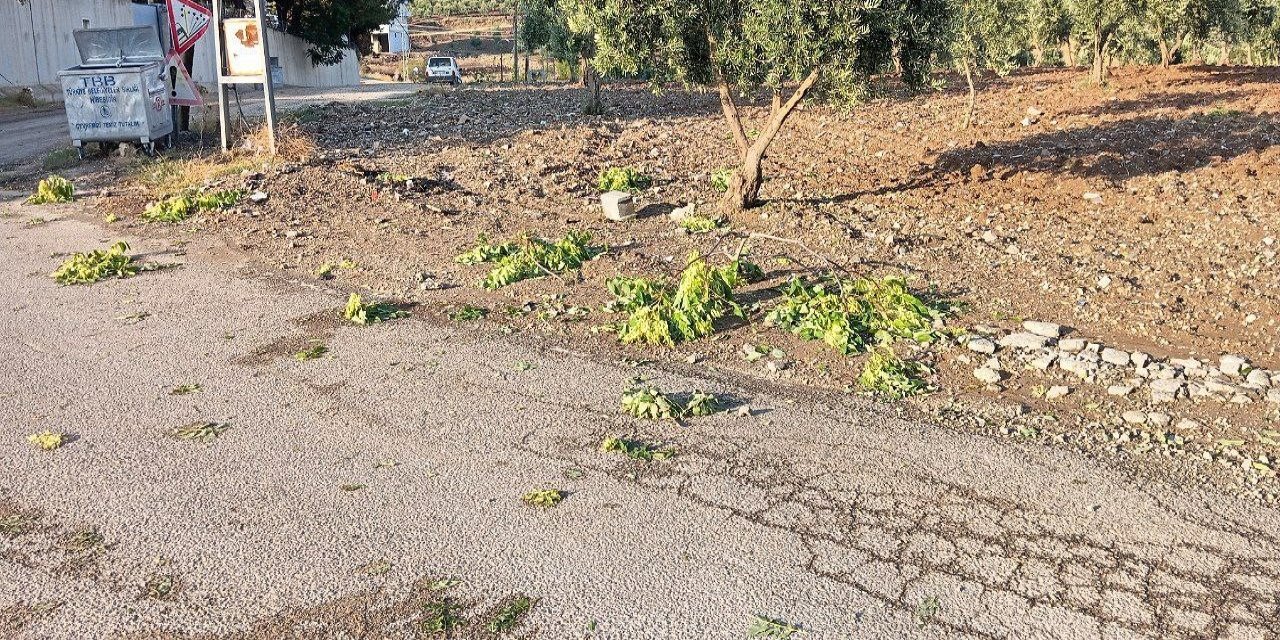 Kilis'te sağanak zeytin ve fıstık ağaçlarına zarar verdi