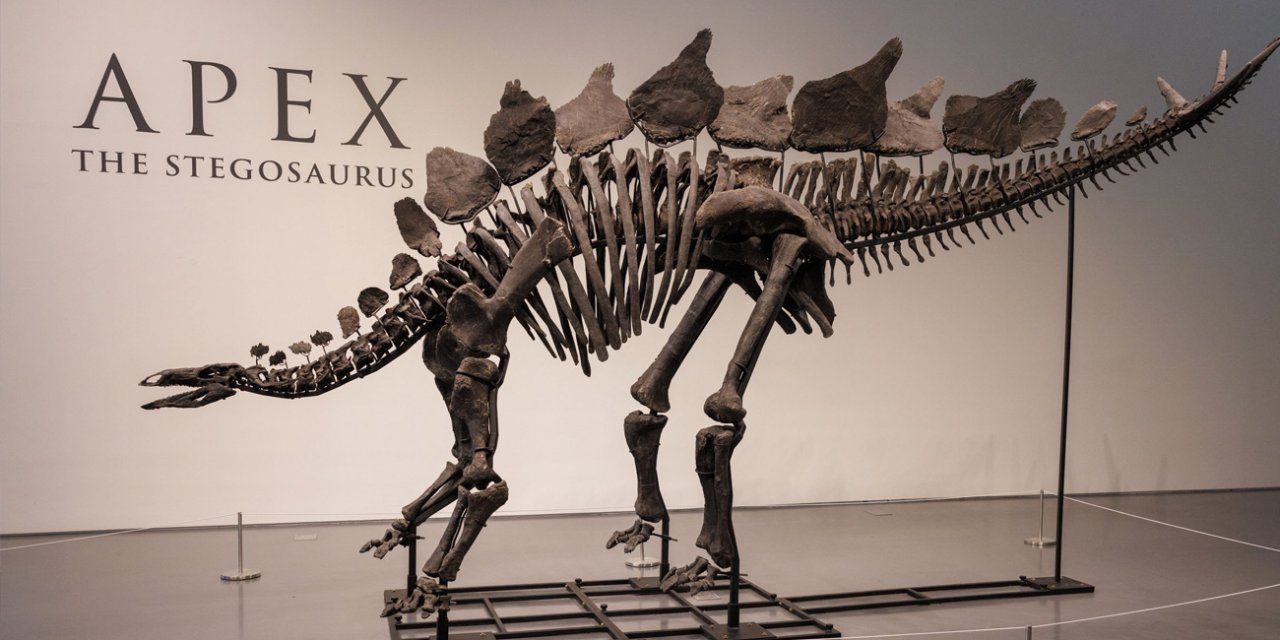 Dinozor iskeleti  rekor fiyata satıldı