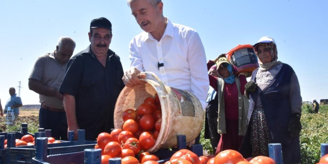 Şahinbey Belediyesi tarafından çiftçilere dağıtılan fideler, ilk meyvelerini verdi