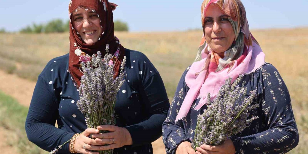 Köyde iki kadın el ele verip lavanta bahçesi kurdu