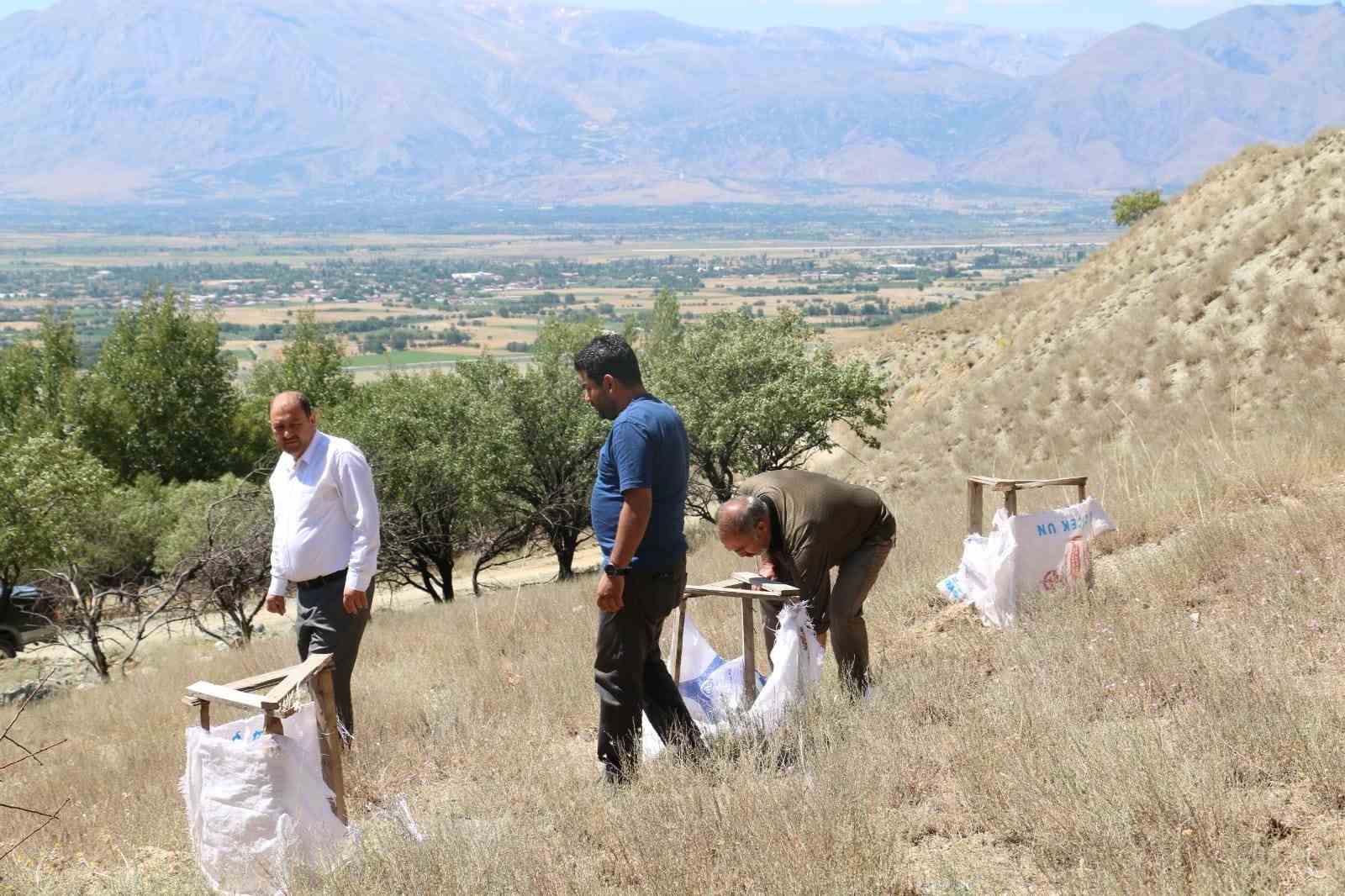 Erzincan’da hayvanlar için tuz çalısı dikimi yapıldı