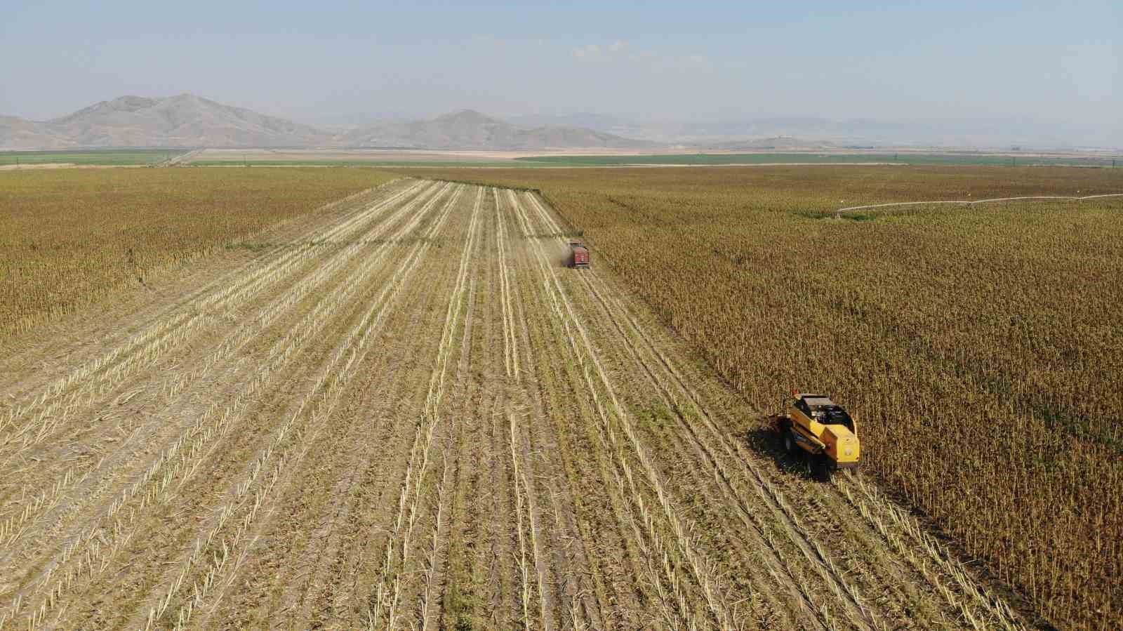 Kahramanmaraş’tan Türkiye'nin her yerine gönderiliyor! 30 bin ton rekolte beklentisi var