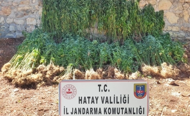 Hatay'da 15 bin 750 kök kenevir bitkisi ele geçirildi