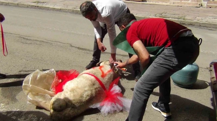 Doğu'da gelenekler sürüyor, Kars’ta geline "süslü koç" gönderildi