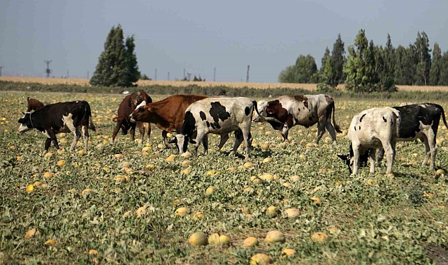 300 dönüm arazideki kavunu hayrına tarlada bıraktı