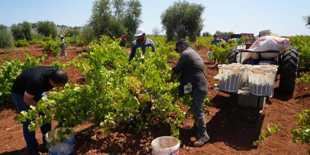 Sınırın sıfır noktasında ‘Horoz Karası' üzümün hasadı başladı