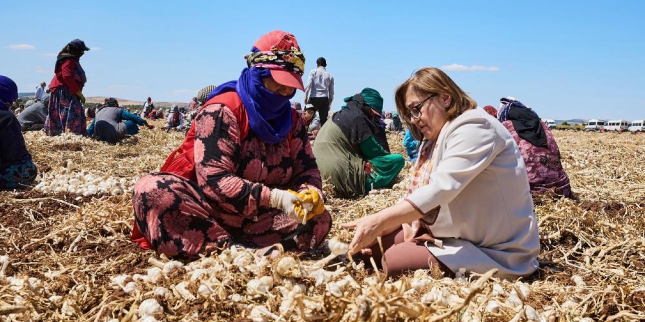 Gaziantep'te  tarlada üretilen ürün hızlı bir şekilde sofralarda olacak