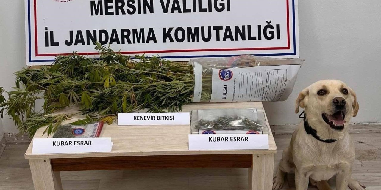 Jandarma Mersin’de uyuşturucu satanların peşinde gözaltılar varı