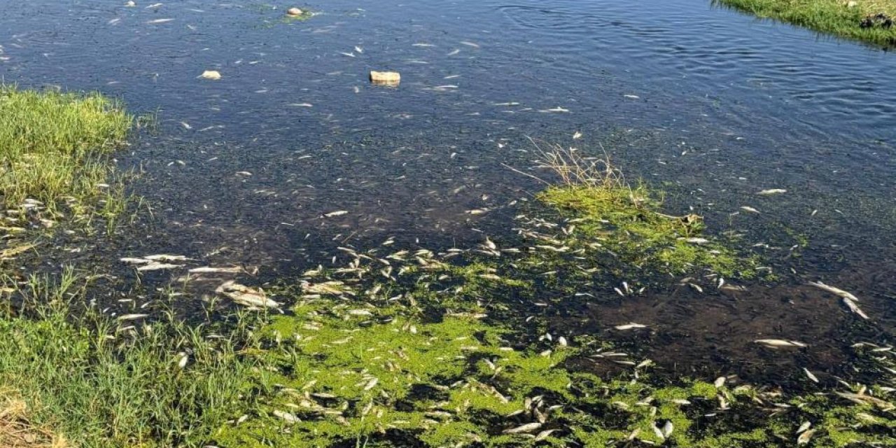 Araban'da balık ölümlerine neden olan fıstık ve zeytin yağı tesisine ceza