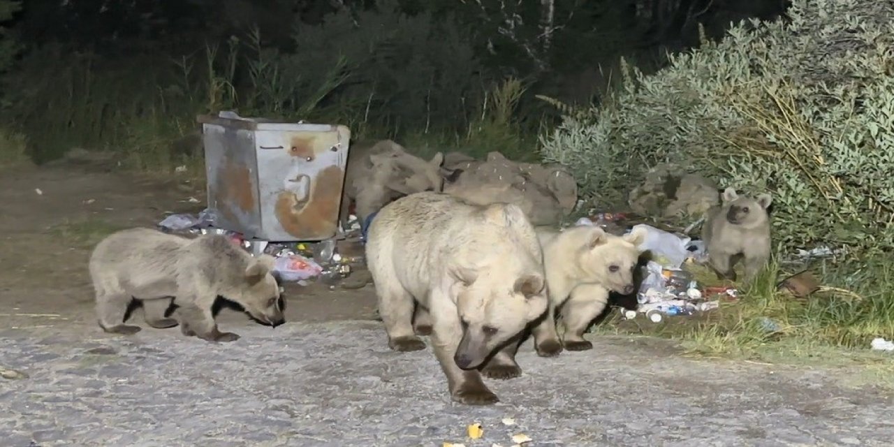 Pikniğe giden vatandaşlar ayı sürprizi ile karşılaştı