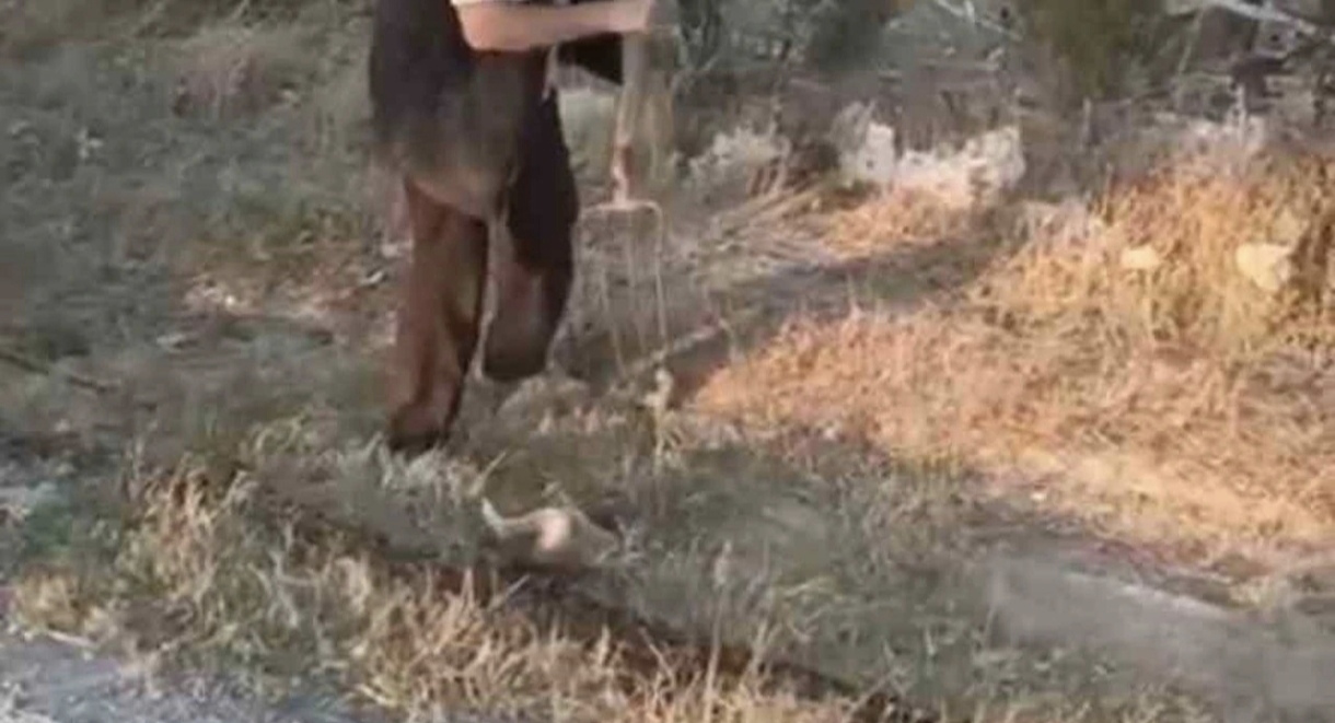 Ankara Polatlı da vahşet