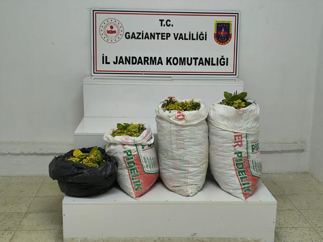 Üreticiler Dikkat ! Gaziantep’te Fıstık Bahçesinden Fıstık Hırsızlığı