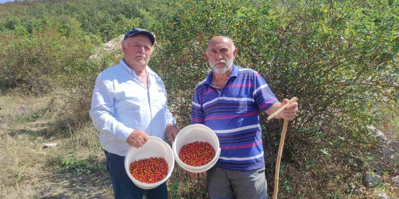 Kuşburnu şifa kaynağı hasat başladı