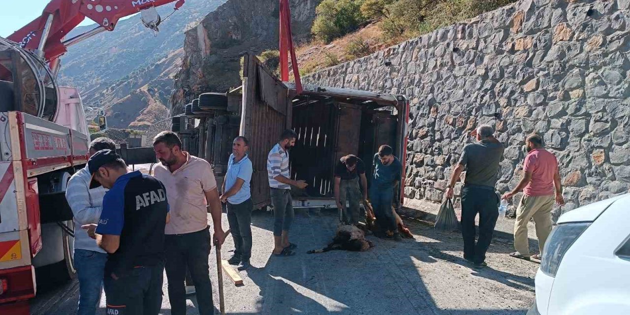 Tır devrildi, 100’den fazla küçükbaş hayvan öldü