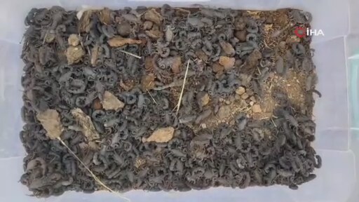 Şanlıurfa’da doğadan izinsiz toplanan 270 adet akrep ele geçirildi