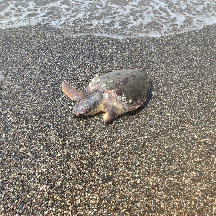 Mersin de deniz, ölü caretta carettaları sahile vurdu