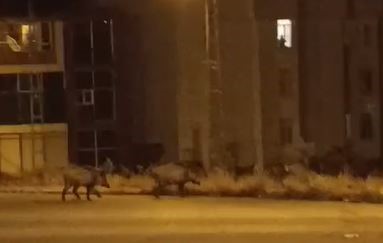 Yaban domuzu sürüsü şehre indi