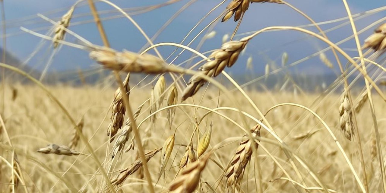 Ardahan'da genetiği bozulmamış 13 bin yıllık kavılca buğdayında hasat dönemi