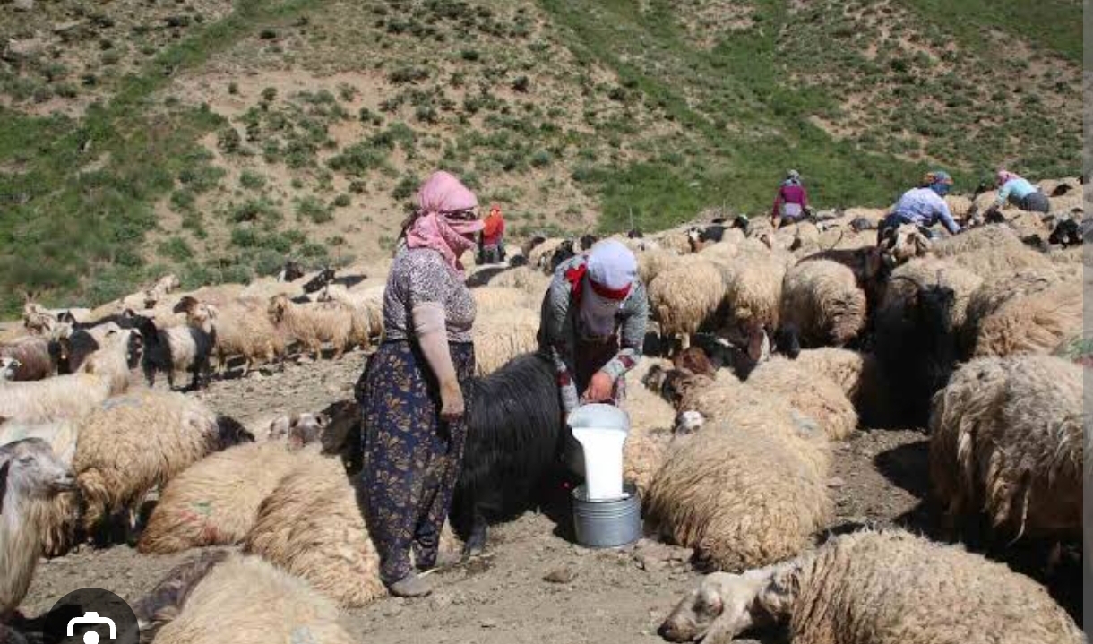 Yüksekova’da yaylada kışlık süt hızırlığı